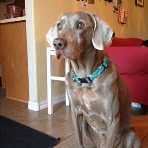 Meet your Posher, Phoenix